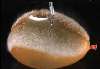 Slow motion photograph of a water balloon being punctured by a knife.