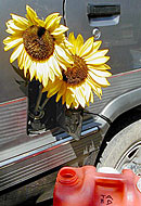 Sunflowers in the gas pipe of a car.
